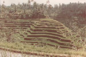 Rice terraces near Pujung on 4th March 1980