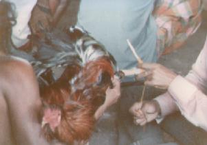 Tying a spur onto a cock's leg on 14th April 1979