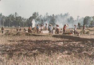 Rice harvest on 15th April 1979