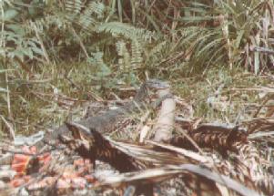 Monitor lizard on Melingu on 24th December 1978