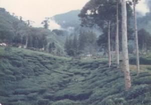 Tea bushes at Puncak on 26th February 1978