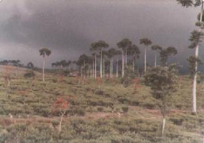 Tea bushes at Puncak in June 1979