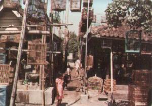 Bird market in Yogyakarta on 20th May 1978