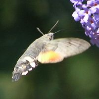 Hummingbird Hawkmoth on 4th September 2006