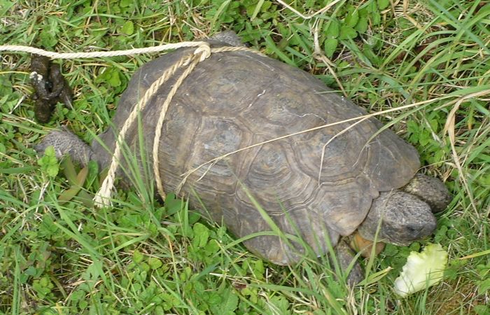 Tortoise on 5th September 2005