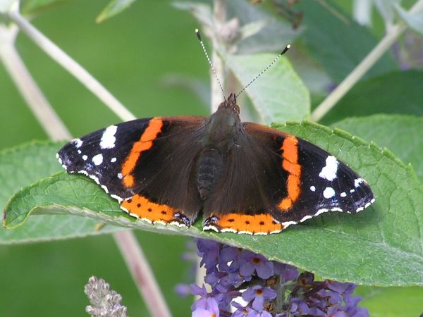 Red Admiral butterfly on 5th September 2006