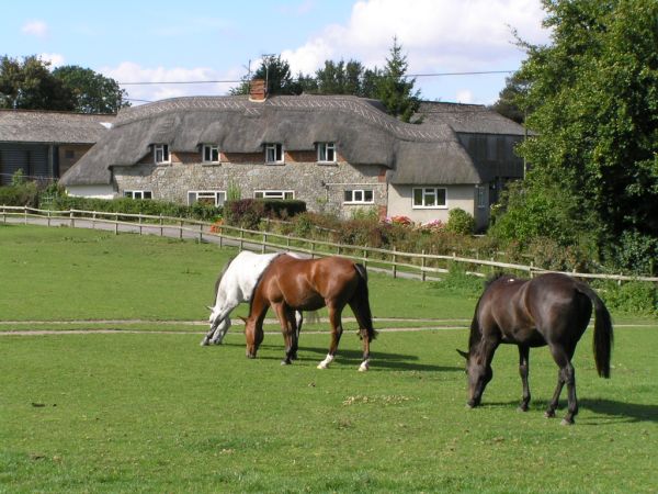 Horses on 6th September 2005 Horses on 6th September 2005