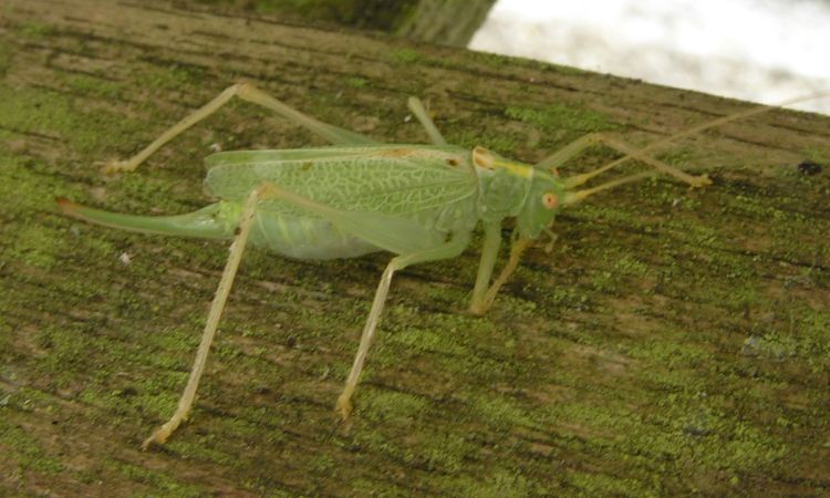 Bush Cricket on 8th September 2006