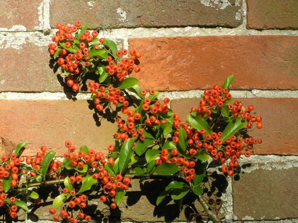 Pyracantha on 14th September 2005