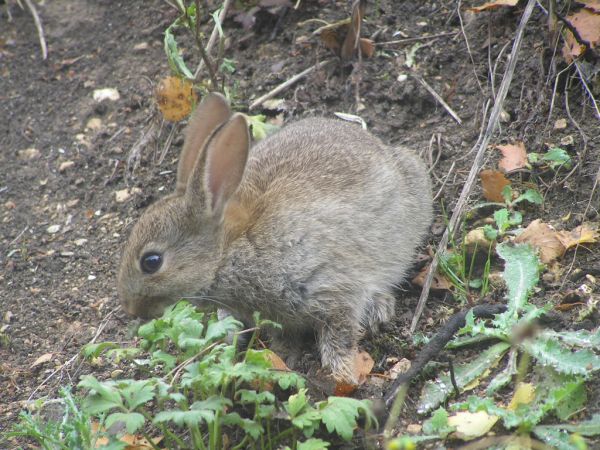 Rabbit on 17th October 2005 Rabbit on 17th October 2005
