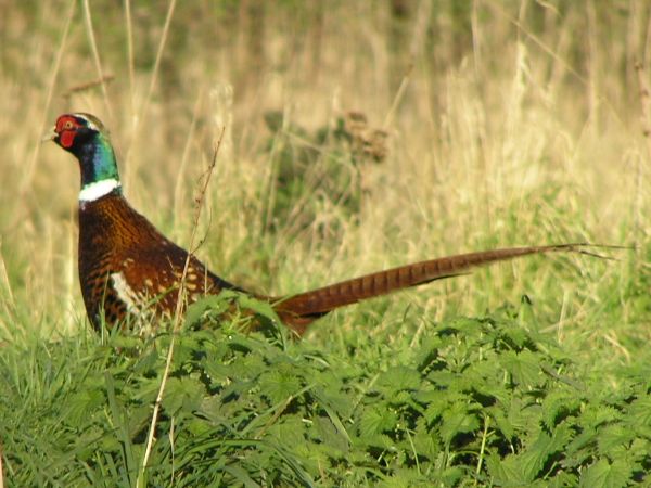 Cock Pheasant on 29th November 2005