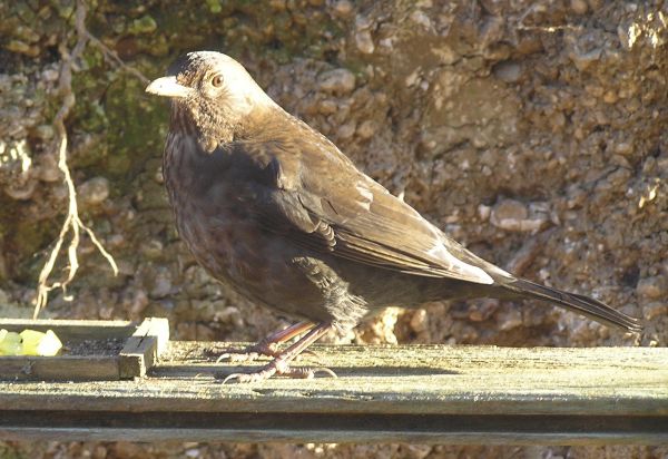 Hen Blackbird on 22nd December 2005