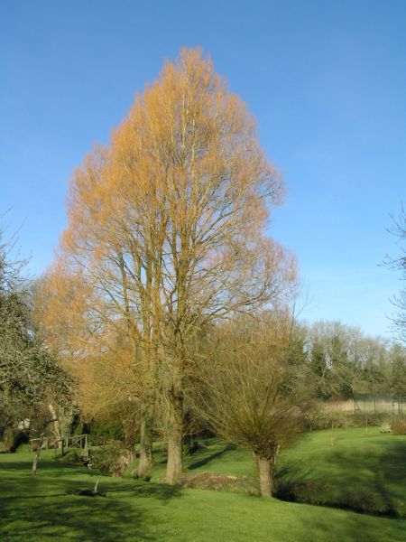 Willow tree on 2nd December 2006