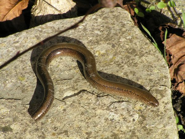 Slow worm on 20th June 2006