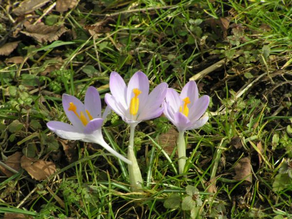 Crocuses on 21st June 2006