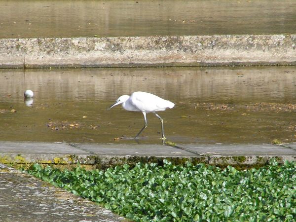 Little Egret on watercress beds  on 28th March 2006