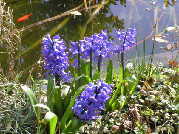 Hyacinths on 1st April 2006