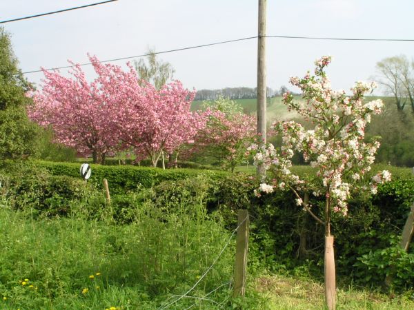 Crab apple and cherry trees on 4th May 2006