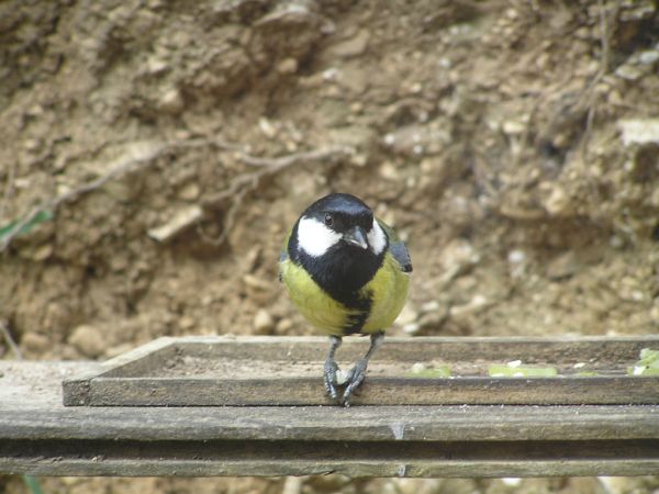 Great Tit on 7th May 2006