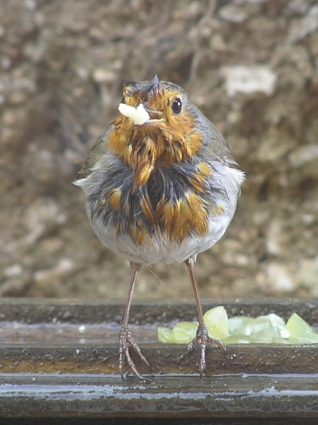 Robin on 8th May 2006