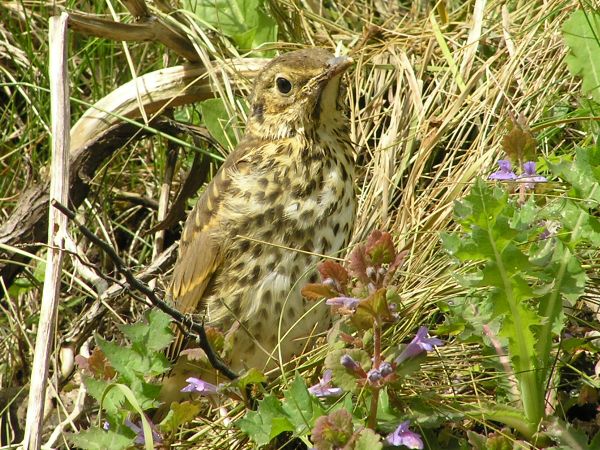 Baby Thrush on 8th May 2006