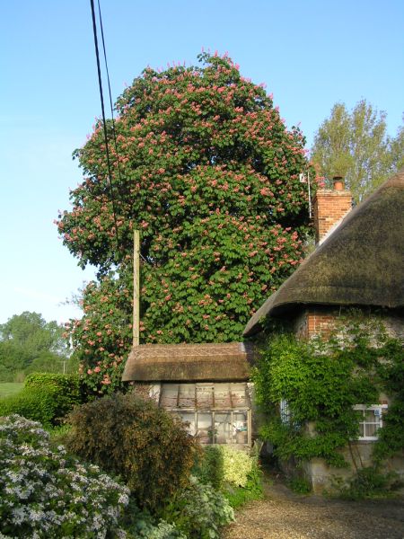 Horse chestnut tree on 28th May 2006