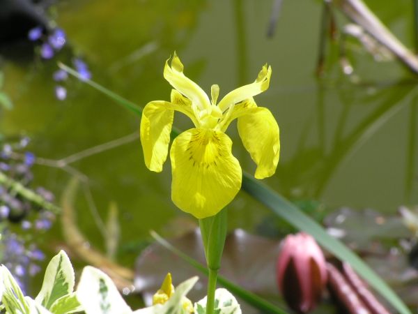 Water Iris on 30th May 2006