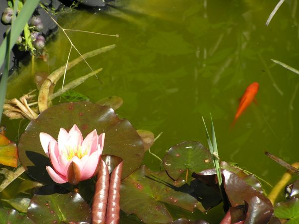 Water lily on 30th May 2006