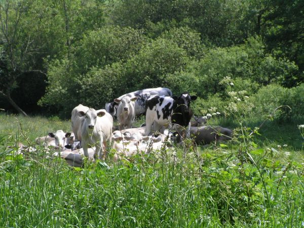 Cattle on 2nd June 2006