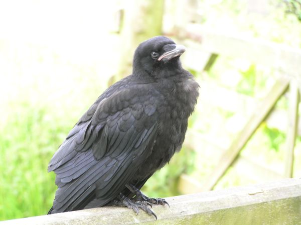 Young Rook on 4th June 2006