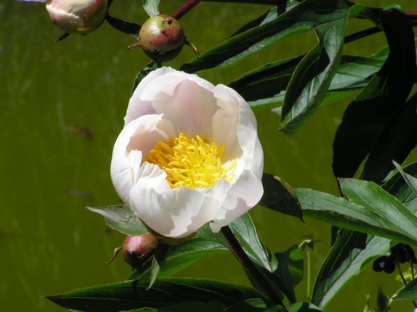 Peony on 4th June 2006