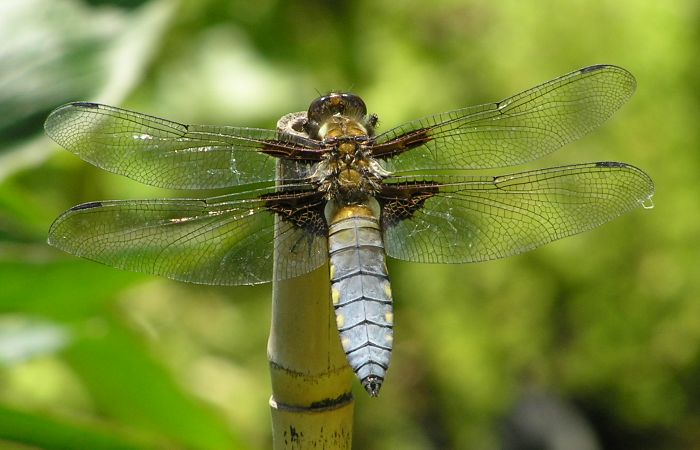 Dragonfly on 4th June 2006