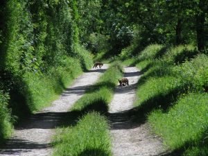 Fox cubs on 4th June 2006