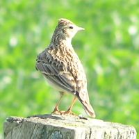 Lark on 5th June 2006