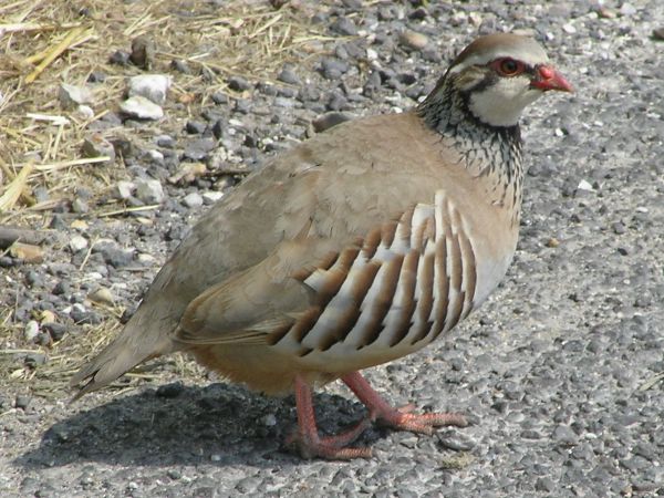 Partridge on 7th June 2006