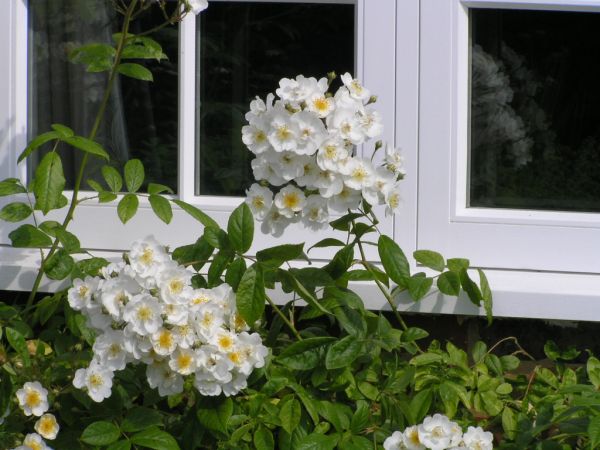 Roses on 12th June 2006