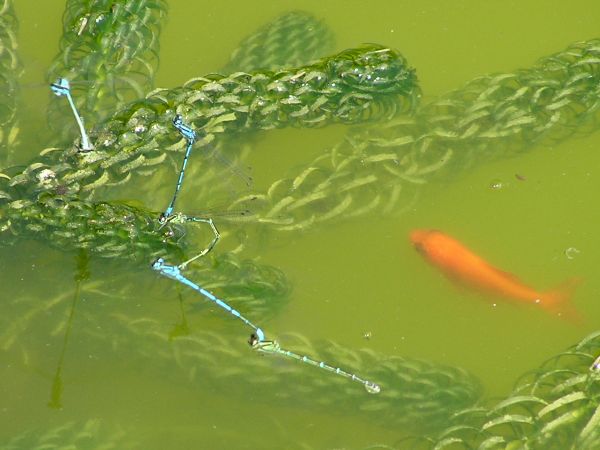 Damselflies on 17th June 2006