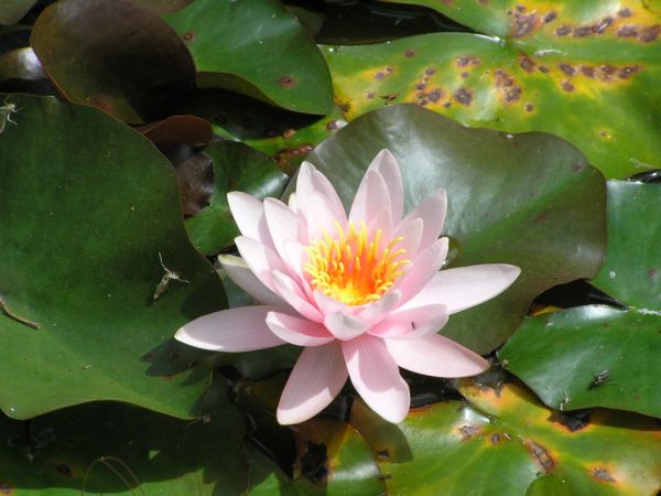 Water lily on 20th June 2006