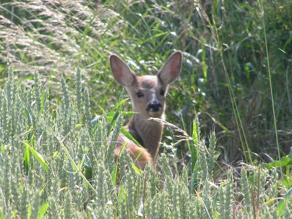 Young deer on 29th June 2006