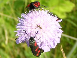 Beetles on a cornflower on 30th June 2006