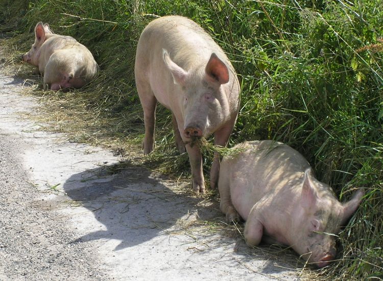 Escaped pigs on 12th July 2006 Escaped pigs on 12th July 2006