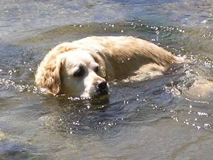 Golden retriever on 15th July 2006