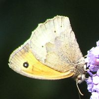 Meadow Brown butterfly on 16th July 2006