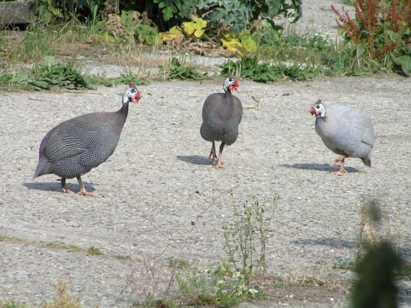 Guinea fowl on 21st July 2006