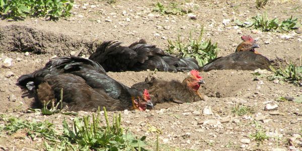 Chickens having a dust bath on 24th July 2006