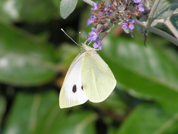 Large white butterfly on 27th July 2006