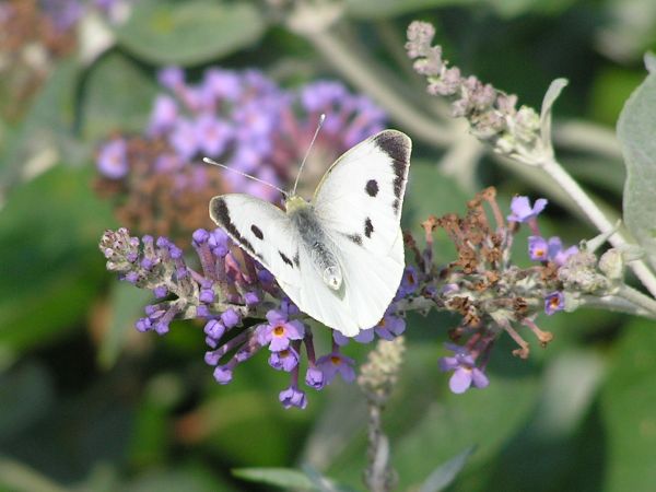 Large white butterfly on 27th July 2006