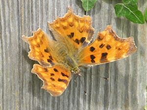 Comma butterfly on 2nd August 2006