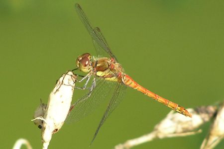 Dragonfly on 3rd August 2006