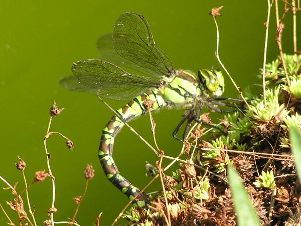 Dragonfly on 3rd August 2006